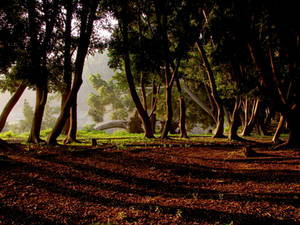 Shadows of a Fairy Tale World