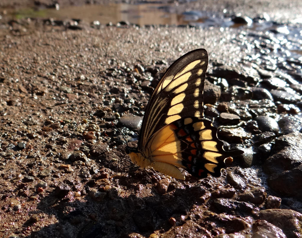 Giant Swallowtail