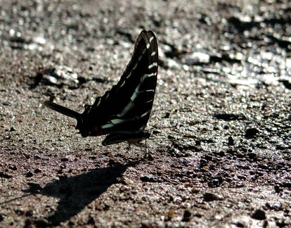 Dark Kite-Swallowtail