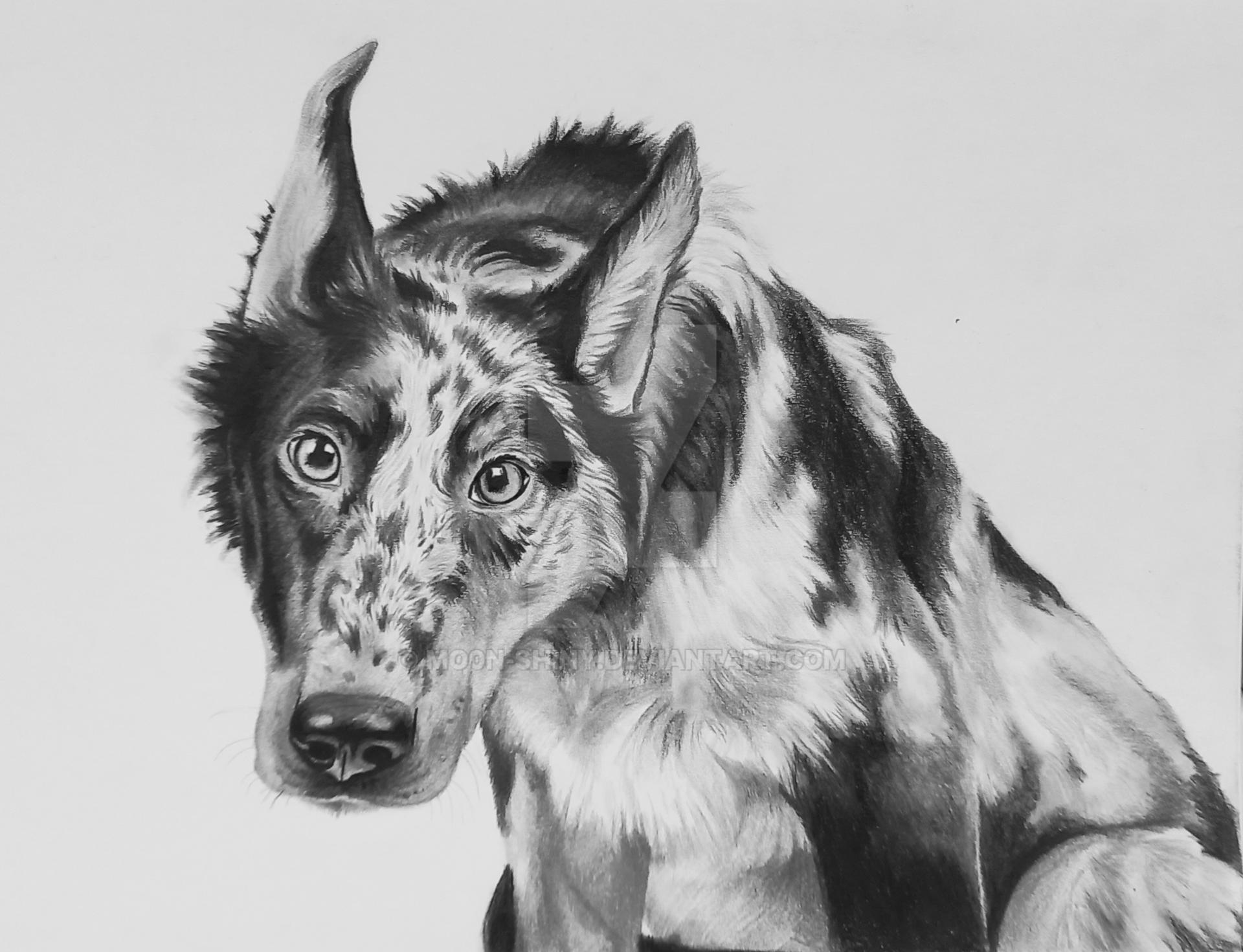 Beauceron - pencil portrait