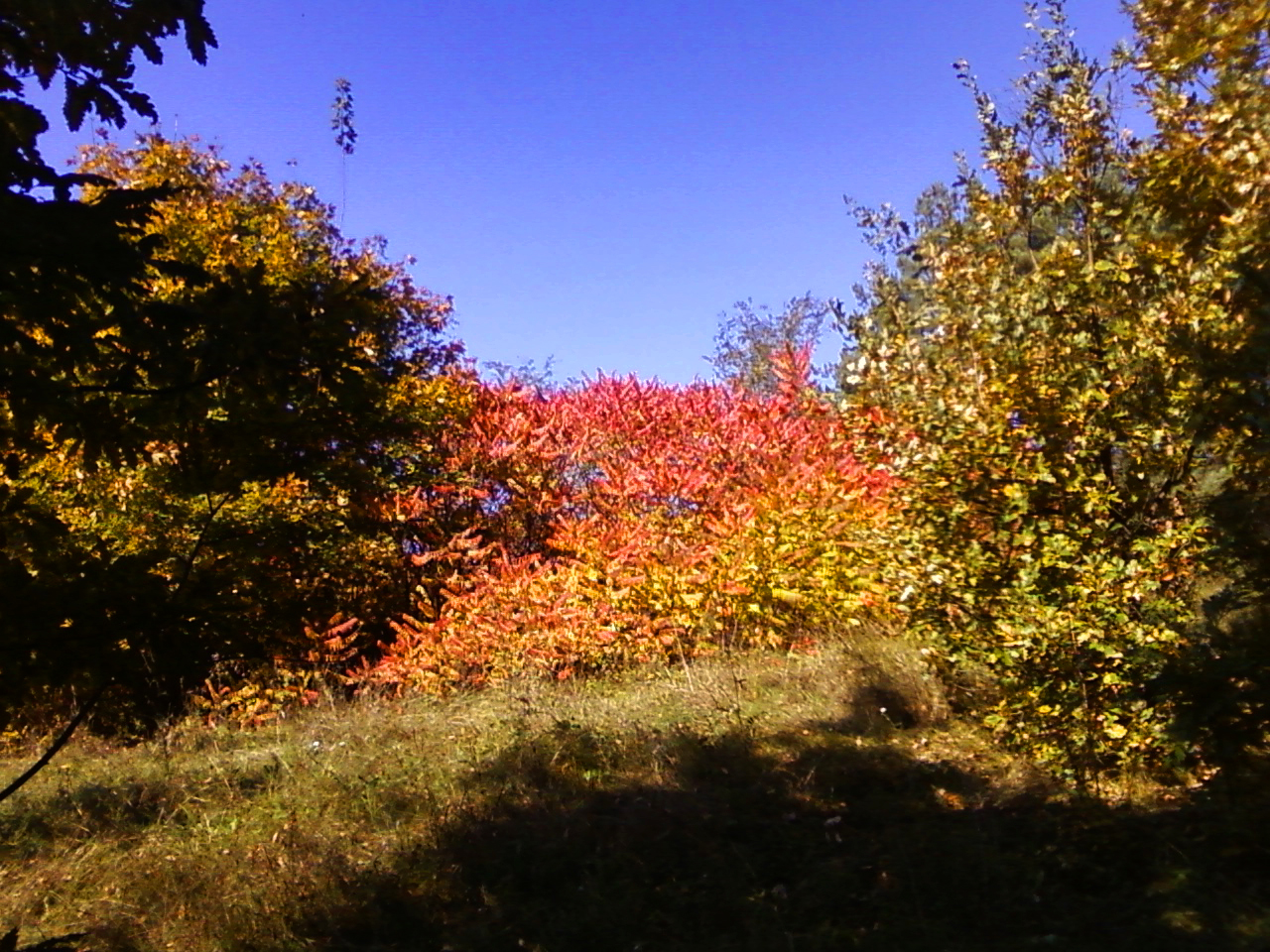 Autumn in the woods 3