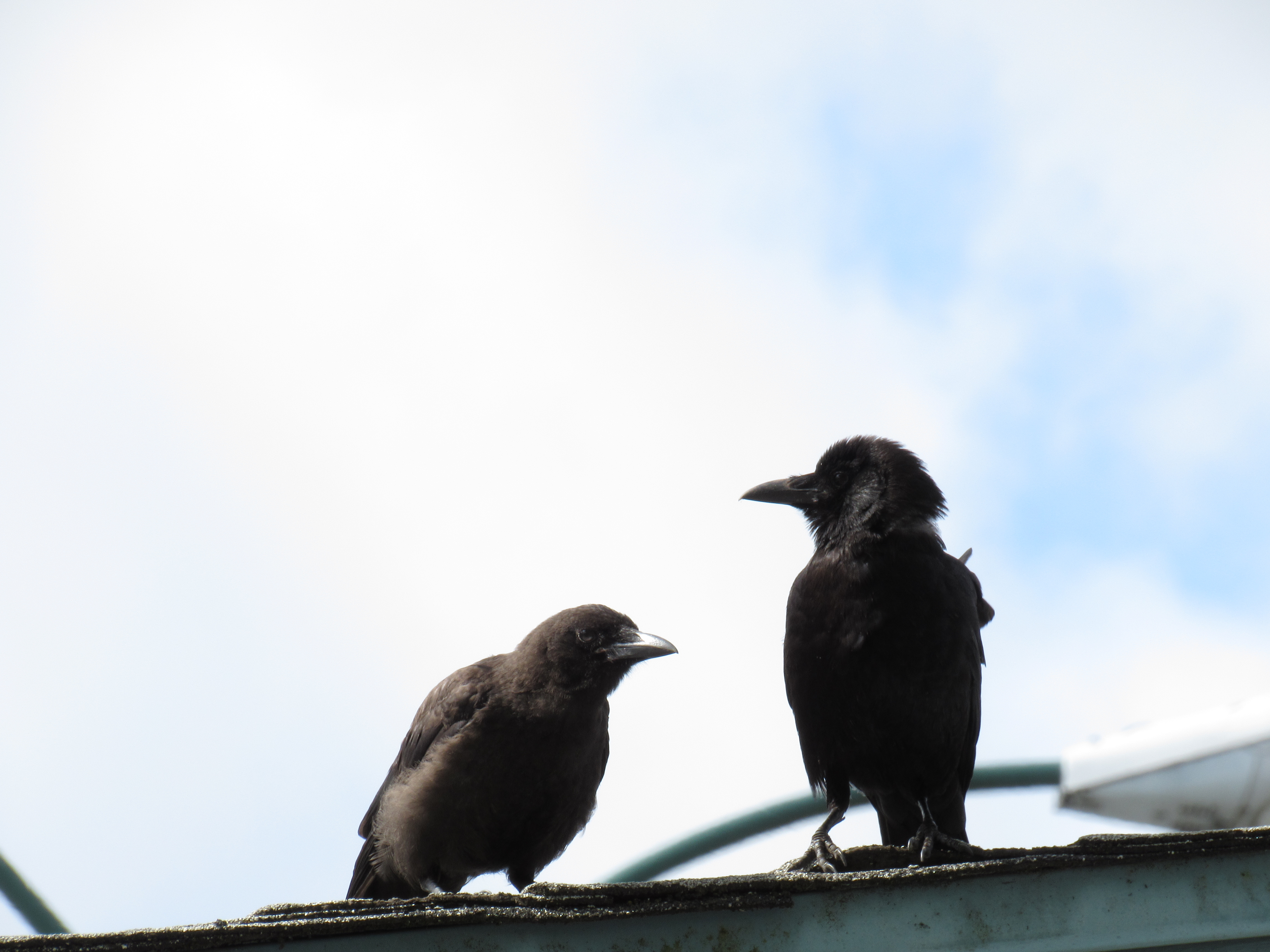 3# Crows Brothers