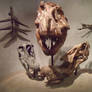 Dinosaur Skulls