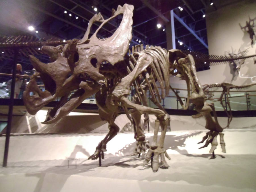 Utahceratops skeleton by IrohSpinyfan