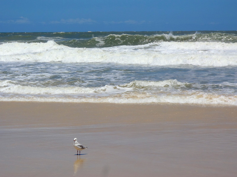 Seagull at the Beach