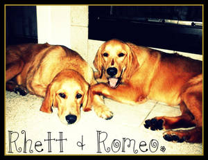 Rhett+Romeo.
