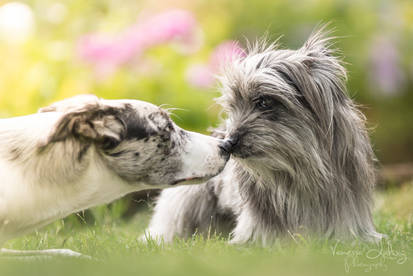 kisses for the princess