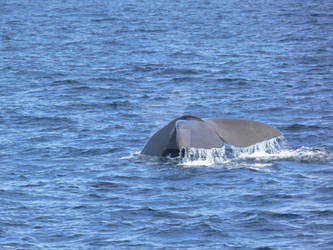 Sperm whale