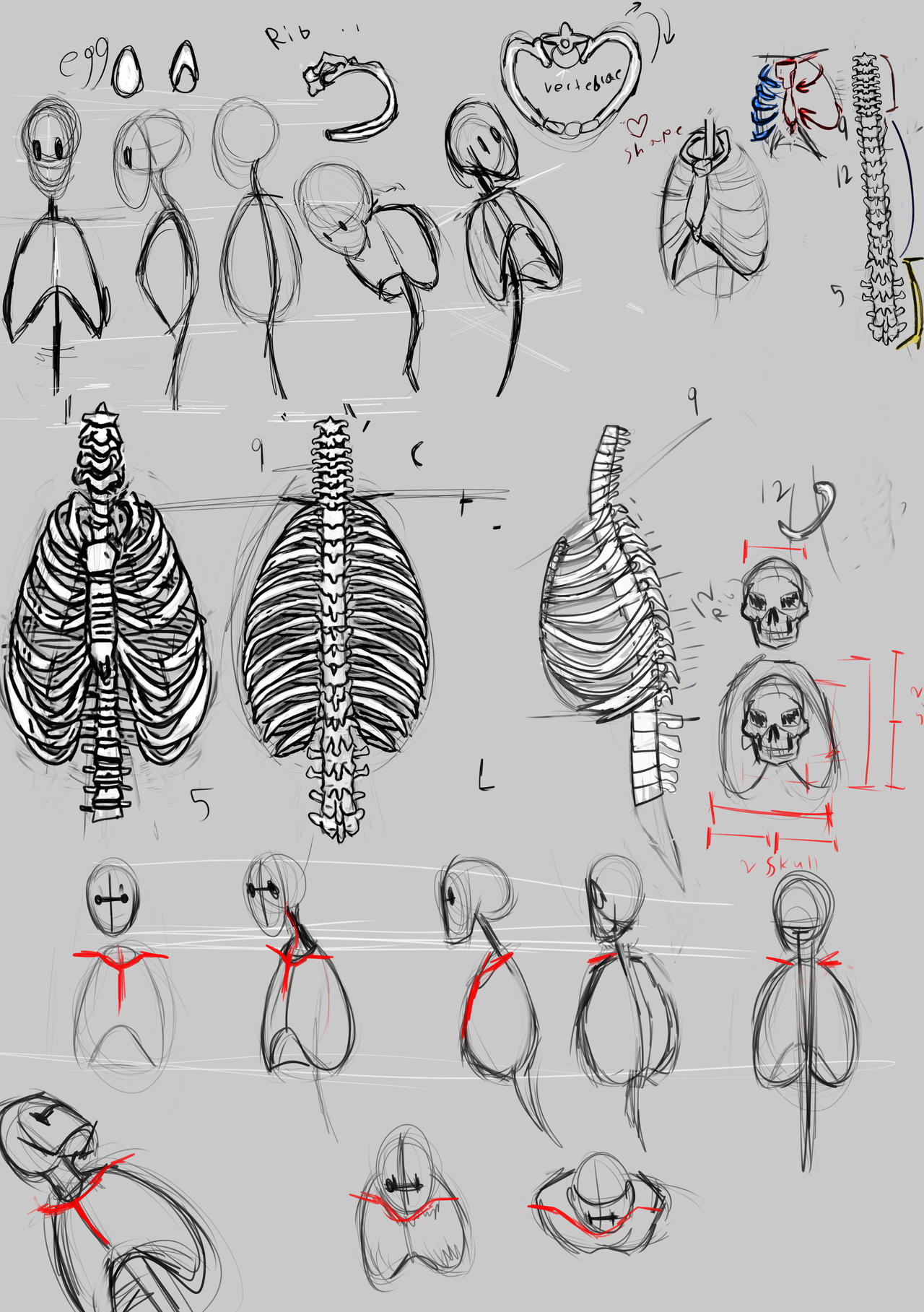 torso anatomy practice by CryptidFive on DeviantArt