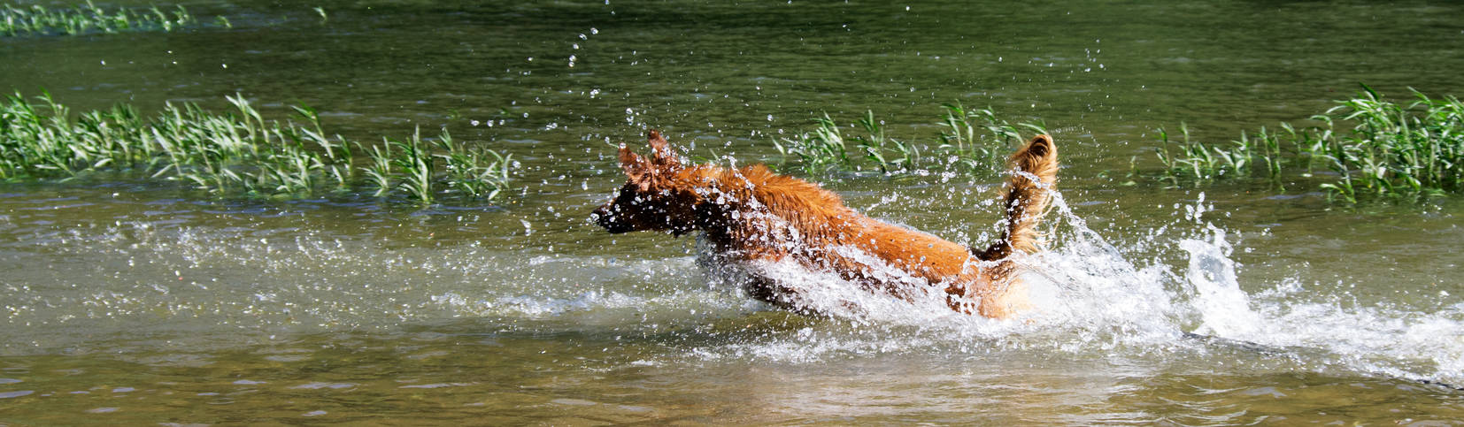 Flying dog