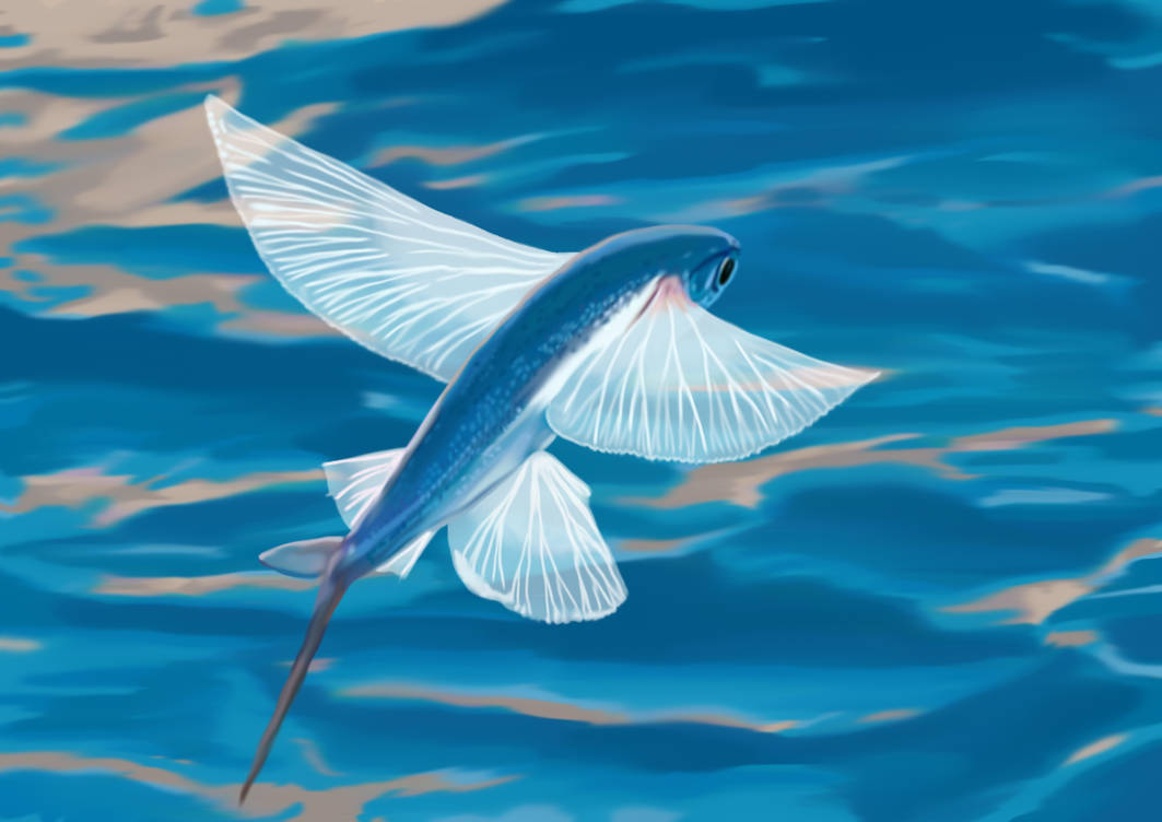 Digital painting - Flying fish by Babarbie on DeviantArt