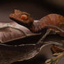Digital painting - Satanic leaf-tailed gecko