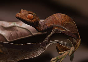 Digital painting - Satanic leaf-tailed gecko