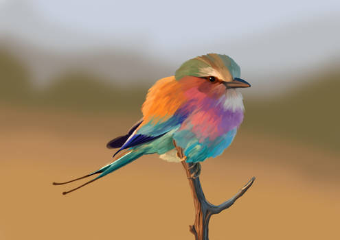 Digital painting - Lilac-breasted Roller