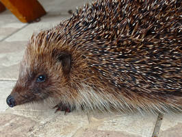 Concon le herisson (wild european hedgehog)