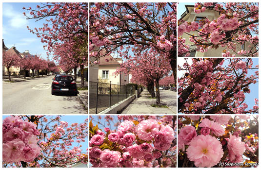 Cherry Blossom Street