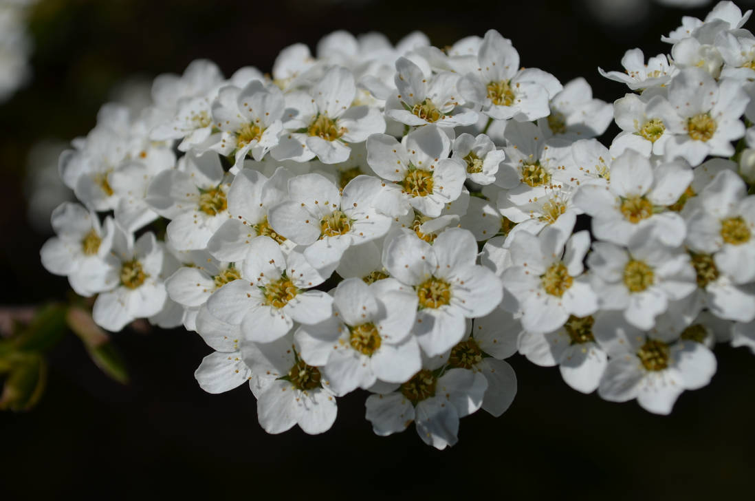 Blessing Blossom by thelastmagus on DeviantArt