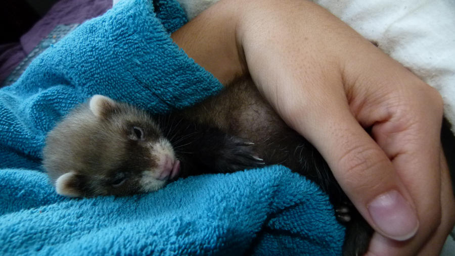 Our little baby ferret: Baylie