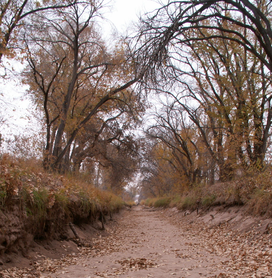 The Ditch in Winter