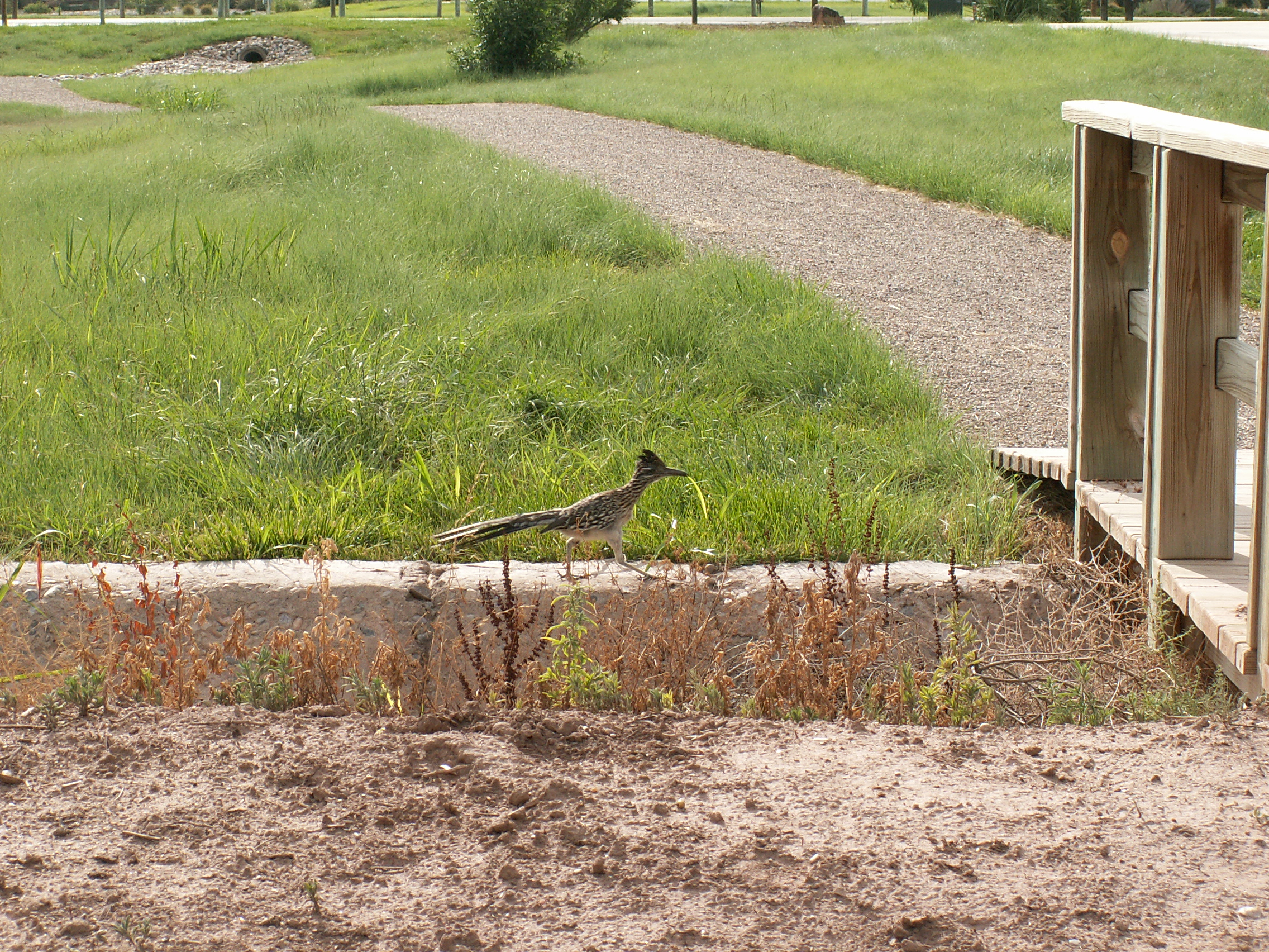 Roadrunner - No Coyote