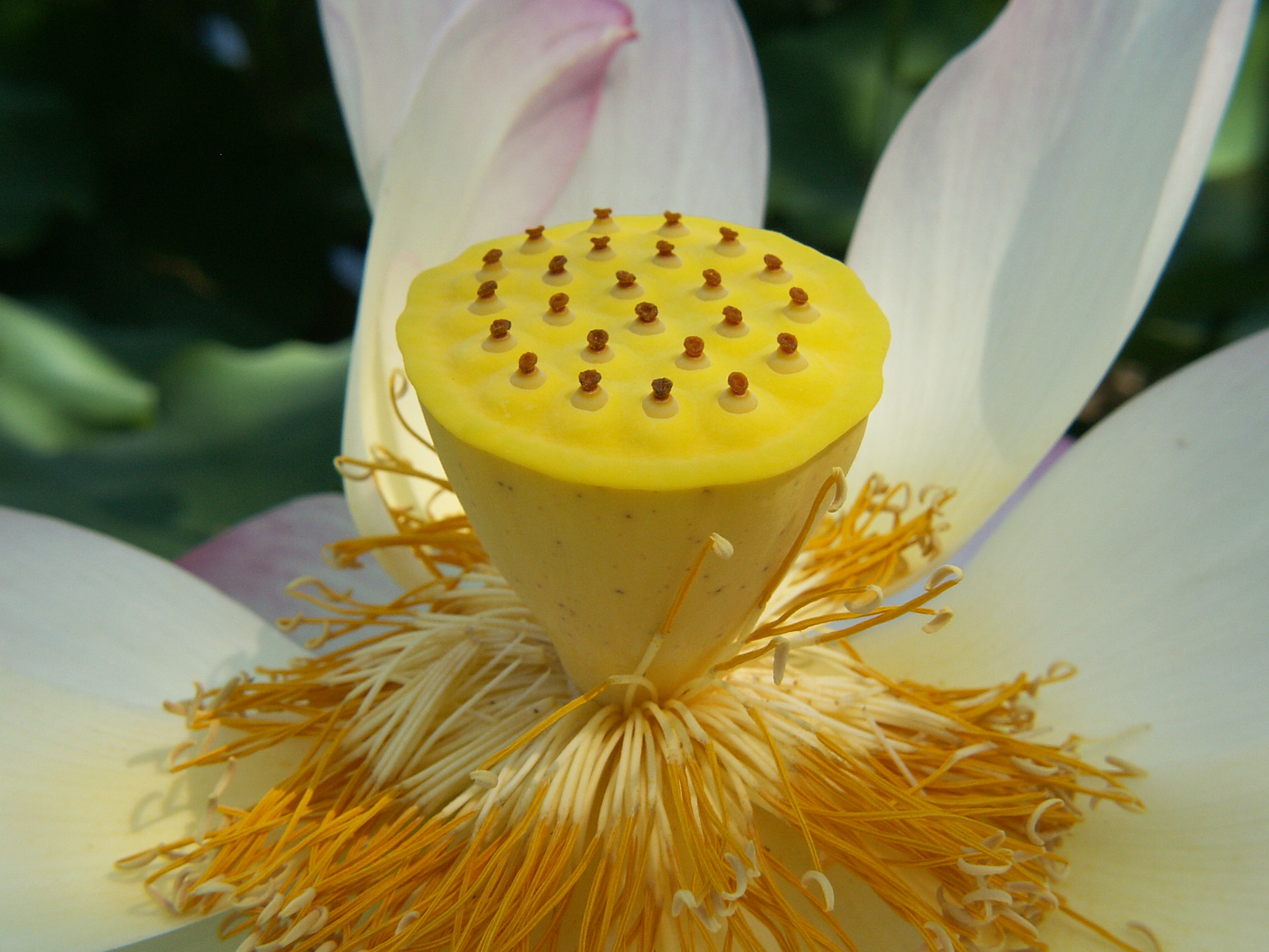 Lotus Flower Mini-Landscape