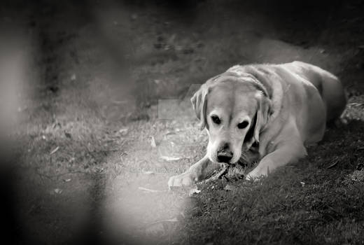 Labrador