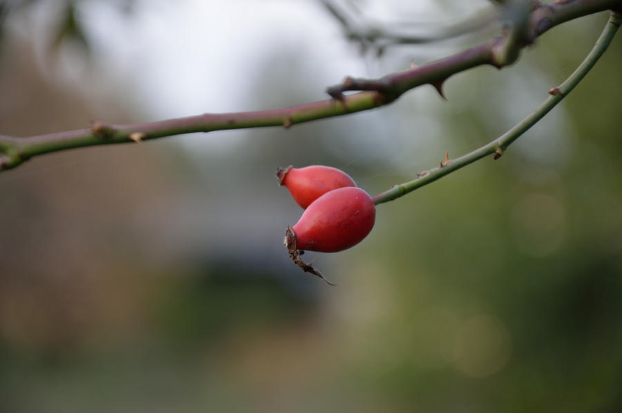 Rose hips