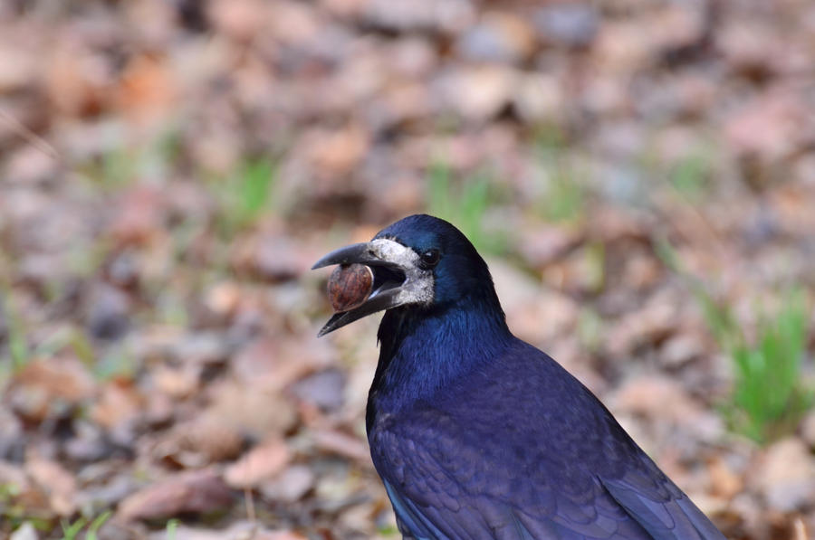 Hungry Birds