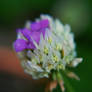 Spring Bouquet