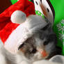 Santa Kitty