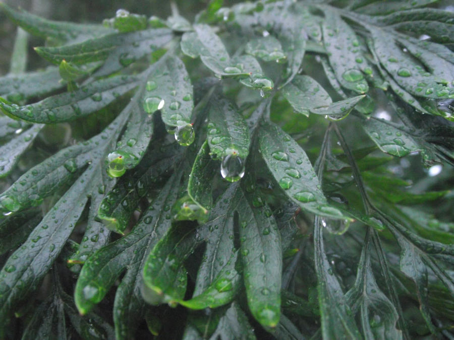 Rain on Leaves