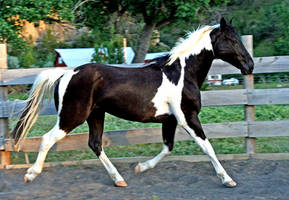 Paint Horse