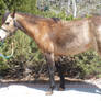 Buckskin Pony2