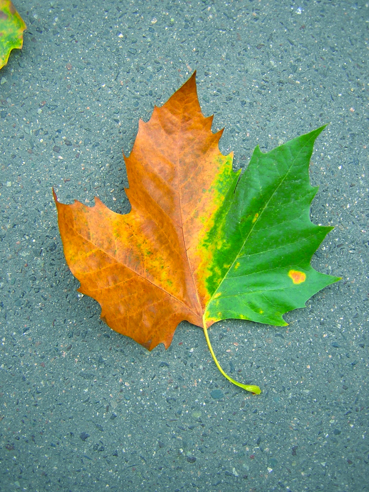 Leaf