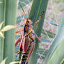 Grasshopper 2