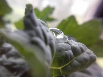 Droplet on veg leaf