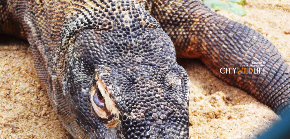 Komado Dragon by iamsandy on DeviantArt