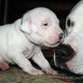 Series 1 - Pit Bull Puppy and Daddy