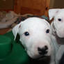 Series 1 - Pit Bull Puppies 3