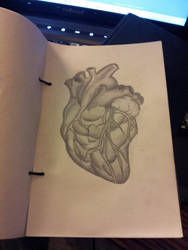 Anatomical Heart