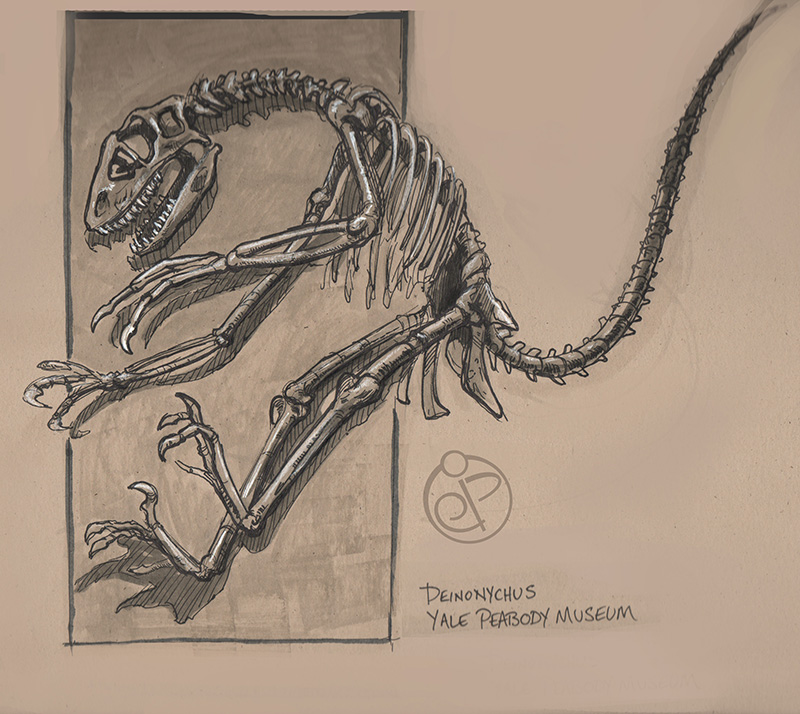 Deinonychus