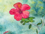 Hibiscus by cristineny