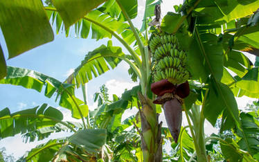 Banana Tree