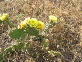 Cactus flower