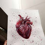 The heart 