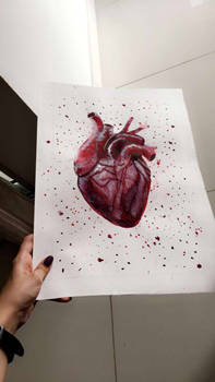 The heart 