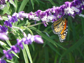 Monarch Butterfly