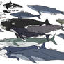 Whale Species