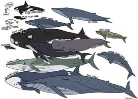 Whale Species