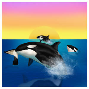 Orca Pod